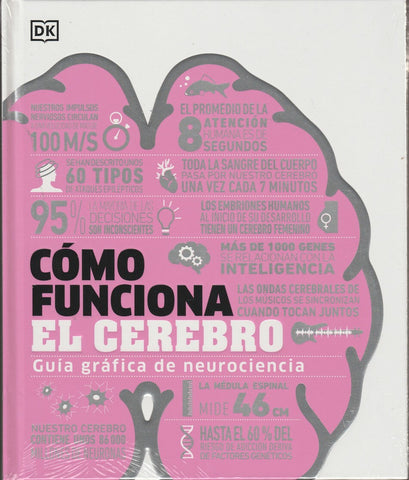 Como Funciona El Cerebro