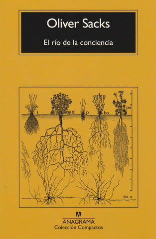 El Río De La Conciencia